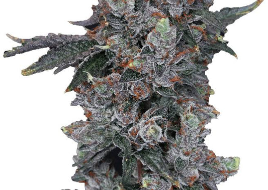 Spritzer Feminized Bubbatz Seeds