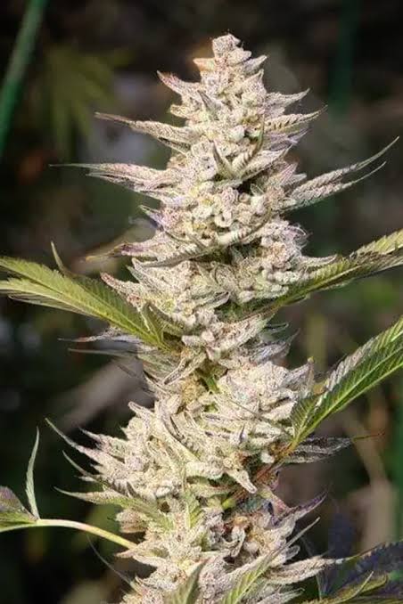Oreoz Feminisiert Bubbatz Seeds
