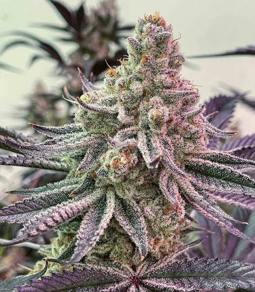 Dante's Marker (Permanent Marker x Dante Infierno) Feminisiert Bubbatz Seeds