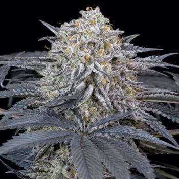 Zkittlez 2.0 Feminisiert Bubbatz Seeds