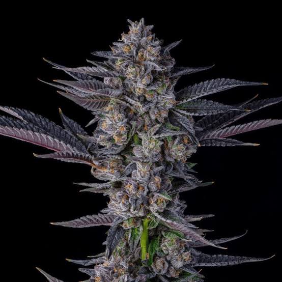 Jokerz Feminisiert Bubbatz Seeds
