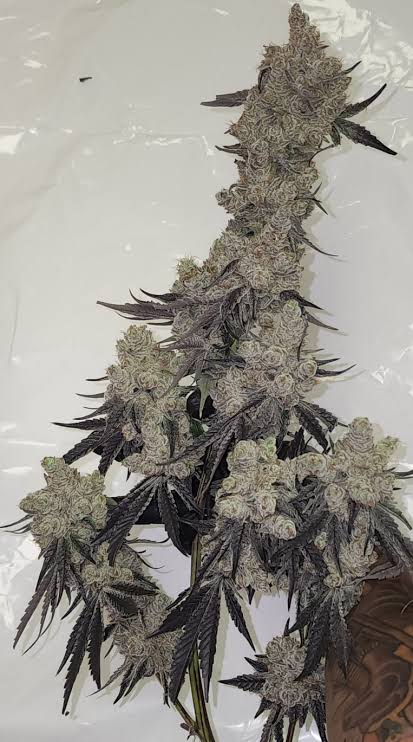 Dante's Marker (Permanent Marker x Dante Infierno) Feminisiert Bubbatz Seeds