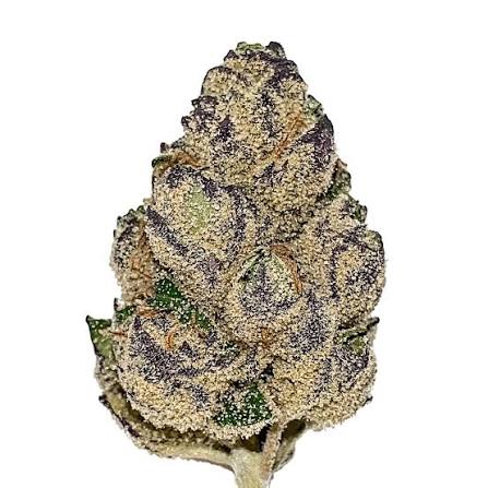 Spritzer Feminisiert Bubbatz Seeds