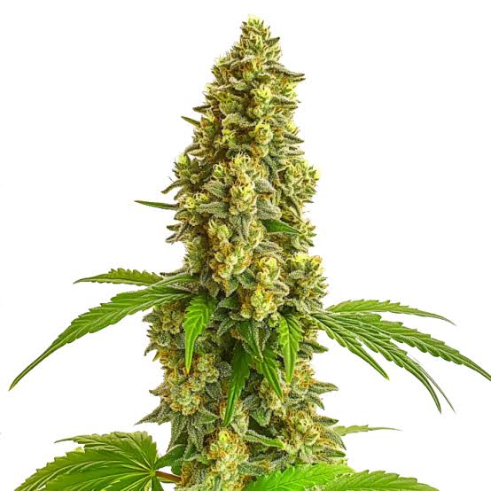 Auto Lemon Haze (Feminized) Bubbatz Seeds