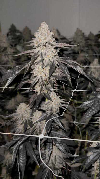 Oreoz Feminisiert Bubbatz Seeds