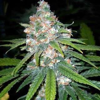 Auto Lemon Haze (Feminisiert) Bubbatz Seeds