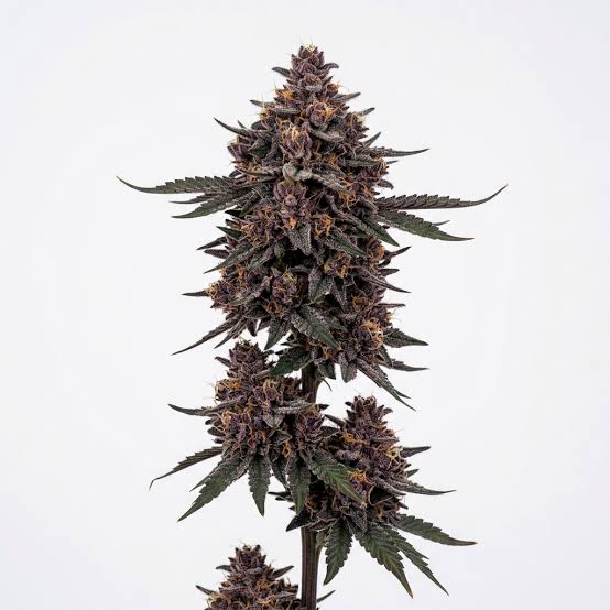 Jokerz Feminisiert Bubbatz Seeds