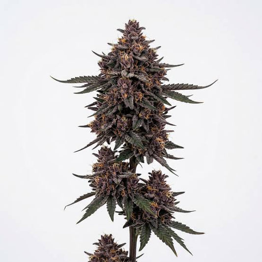 Jokerz Feminized Bubbatz Seeds