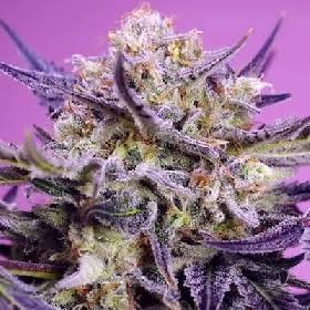 Zkittlez 2.0 Feminisiert Bubbatz Seeds