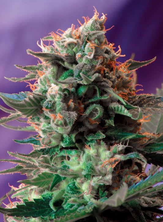 Jack 47 F1 Fast Version® Feminisiert Sweet Seeds