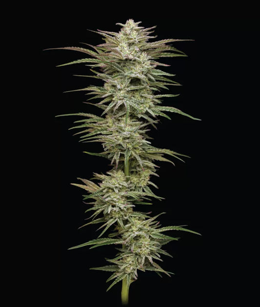 Auto Jelly Donutz (Feminisiert) Humboldt Seed Company