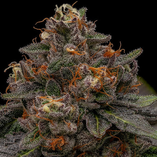Korenji Feminisiert Ripper Seeds