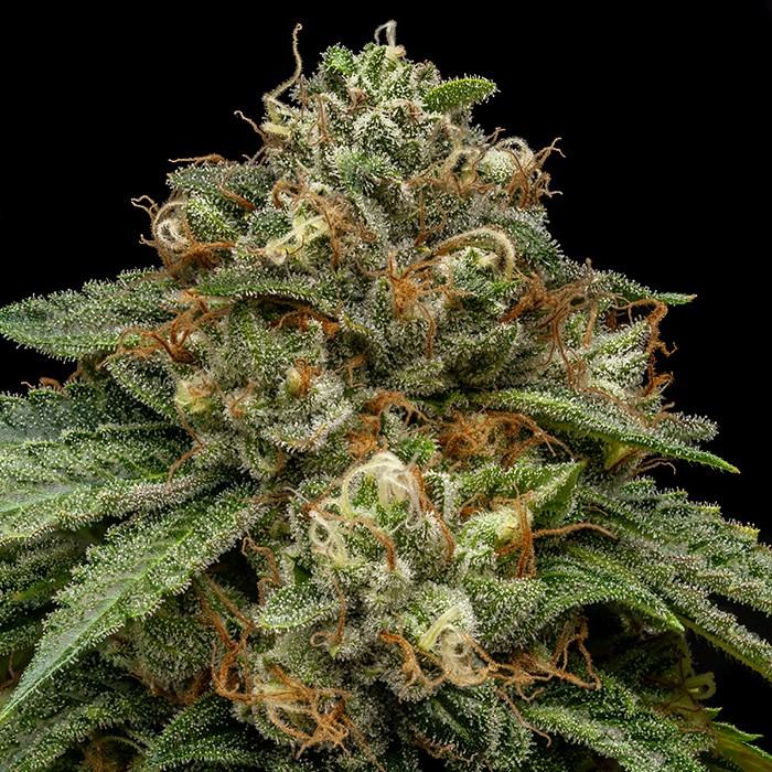 Kroma Feminisiert Ripper Seeds