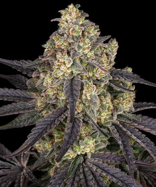 Kush Mintz Feminisiert Barney's Farm