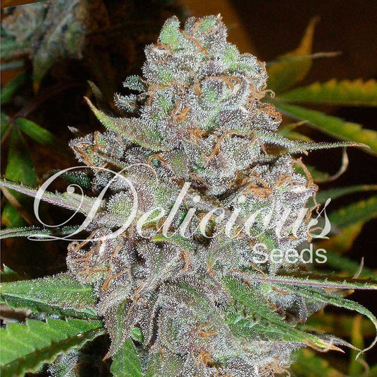 Auto La Diva ® (Feminisiert) Delicious Seeds