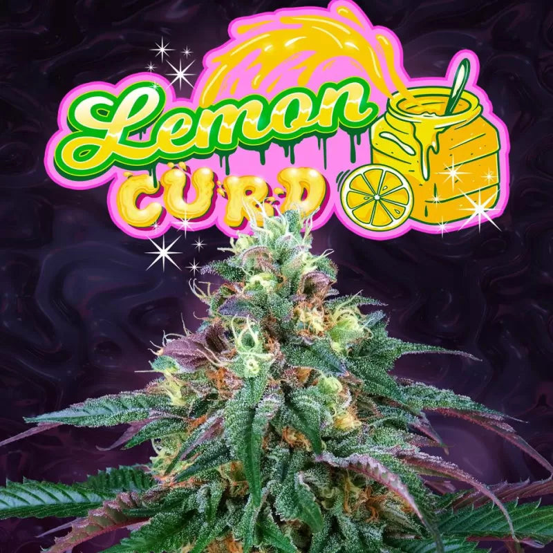 Lemon Curd Feminisiert Perfect Tree Seeds