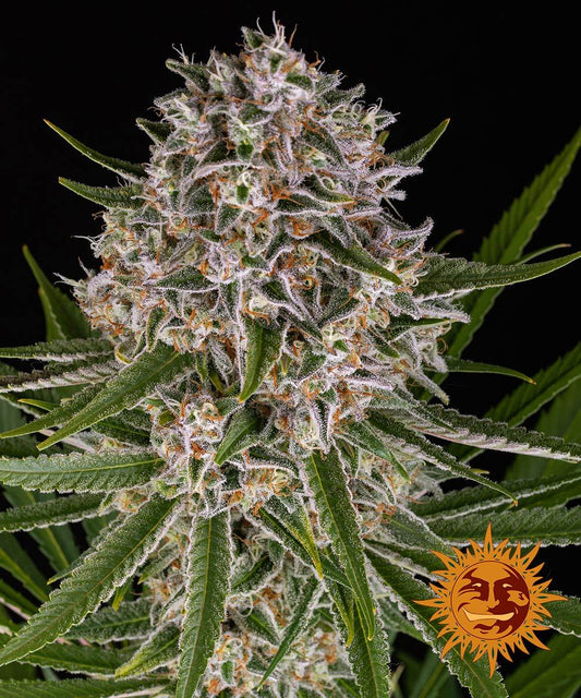Auto Lemon Haze (Feminisiert) Barney's Farm