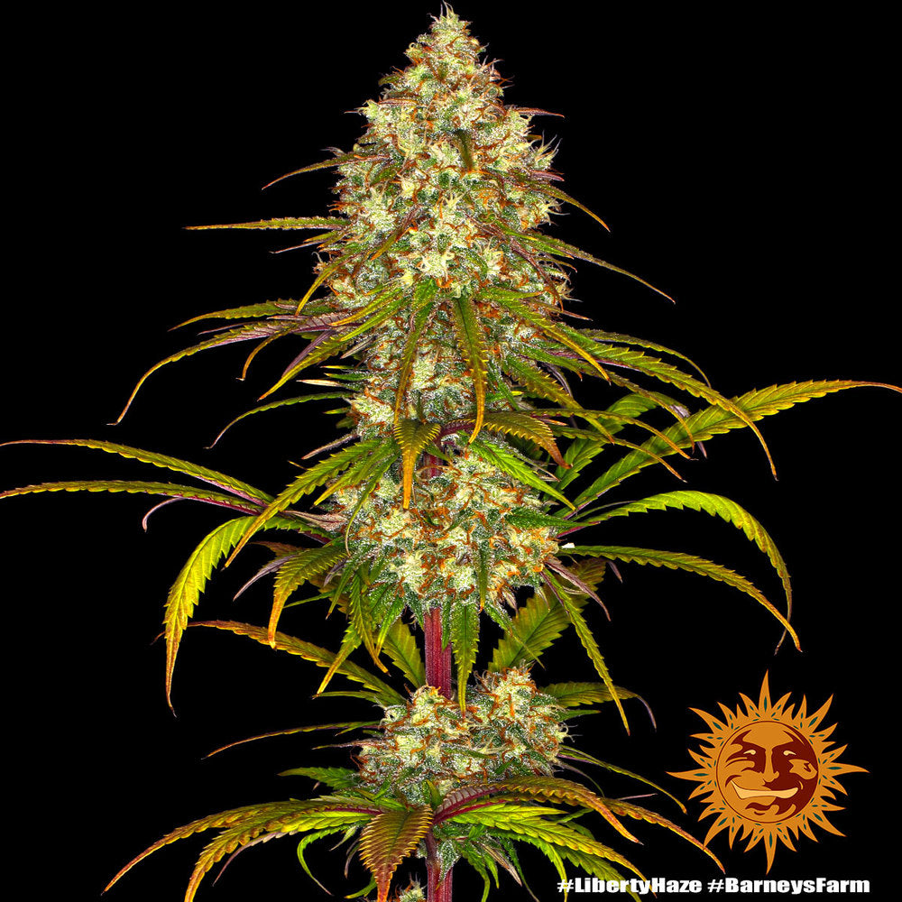 Liberty Haze Feminisiert Barney's Farm