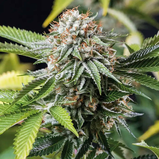 Mango Sapphire Feminisiert Humboldt Seed Organisation