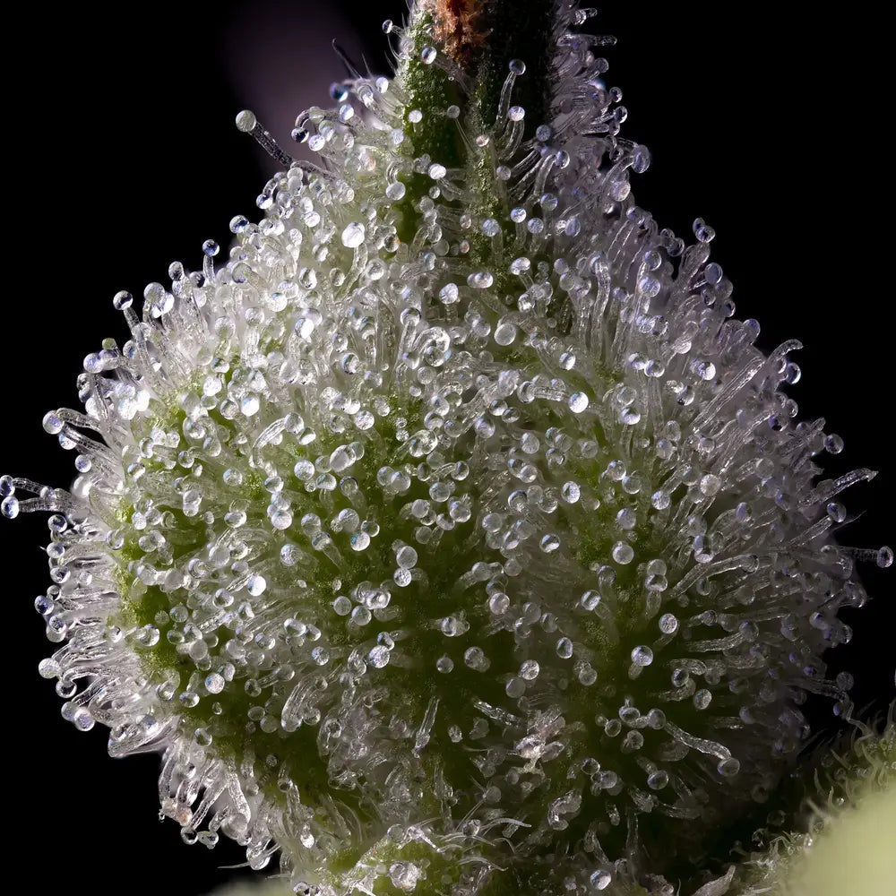 Mendo Breath Feminisiert Barney's Farm