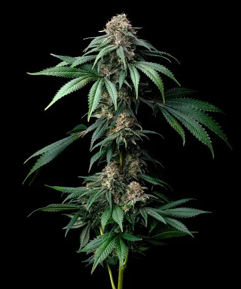 Mendo Breath Feminisiert Barney's Farm