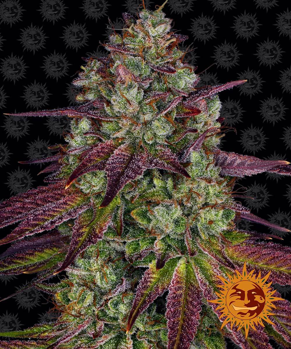 Mimosa EVO Feminisiert Barney's Farm