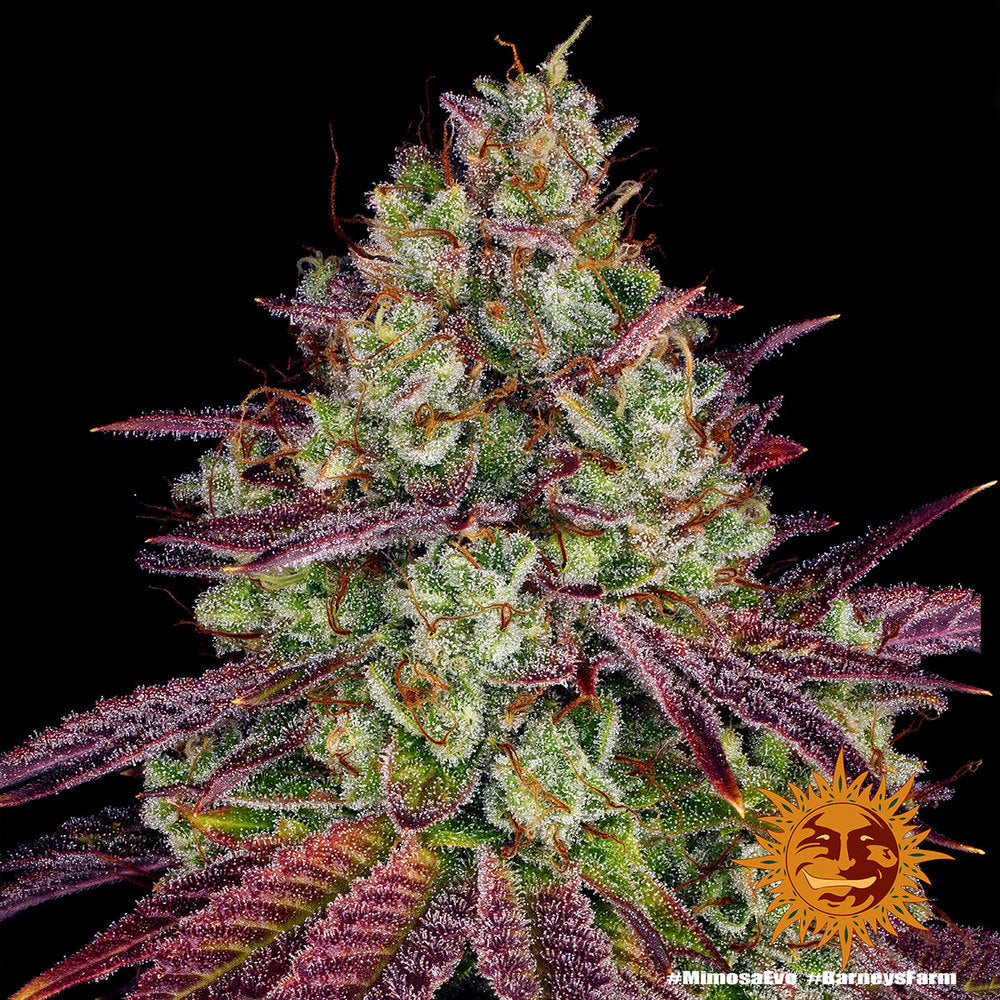 Mimosa EVO Feminisiert Barney's Farm