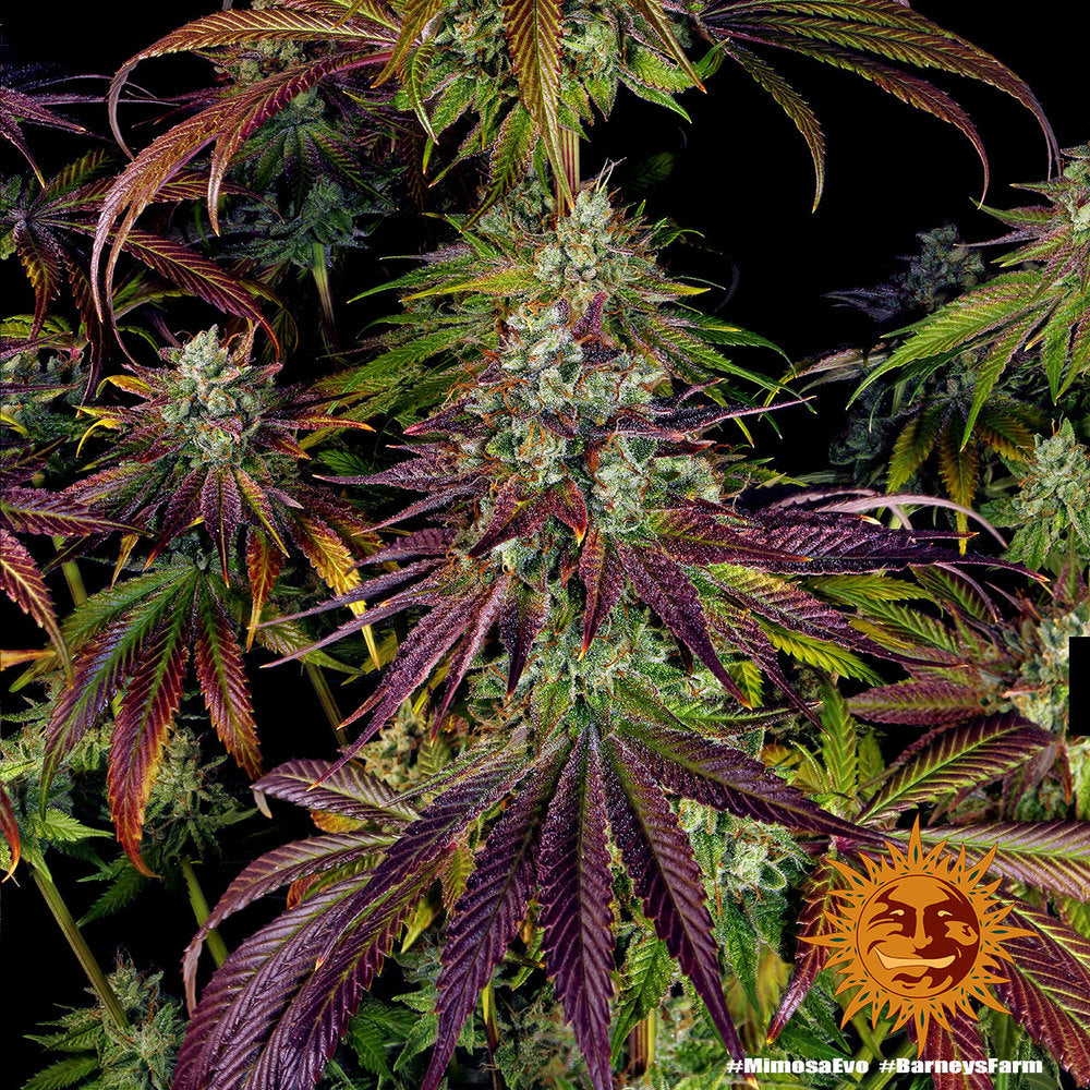 Mimosa EVO Feminisiert Barney's Farm