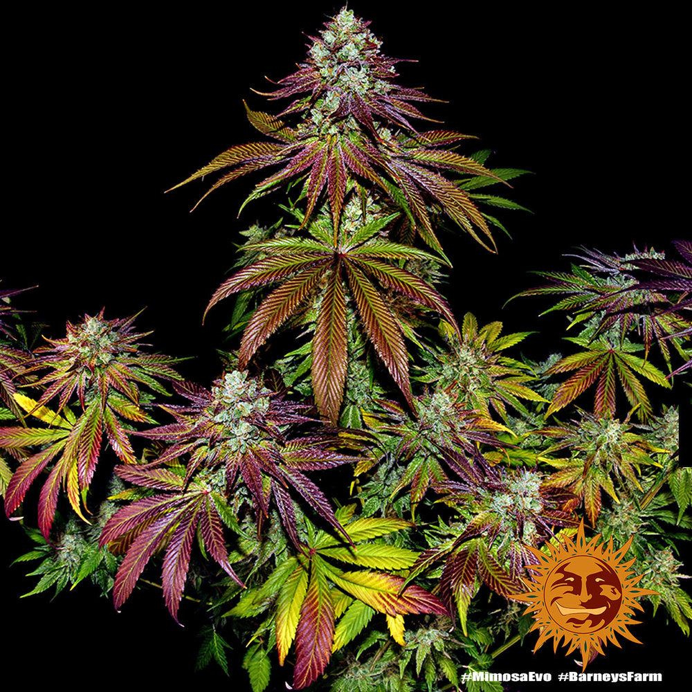 Mimosa EVO Feminisiert Barney's Farm