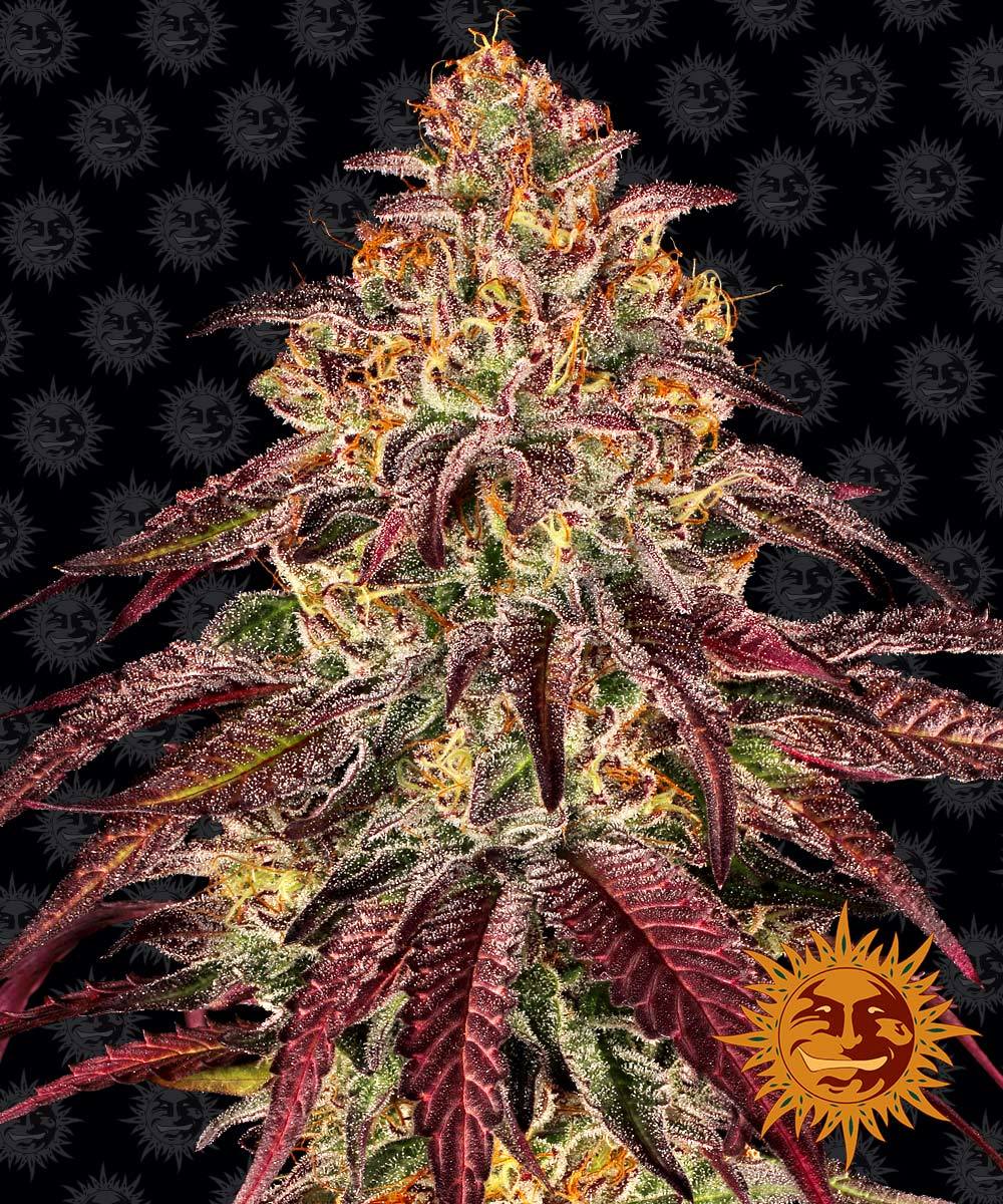 Auto Mimosa x Orange Punch (Feminisiert) Barney's Farm