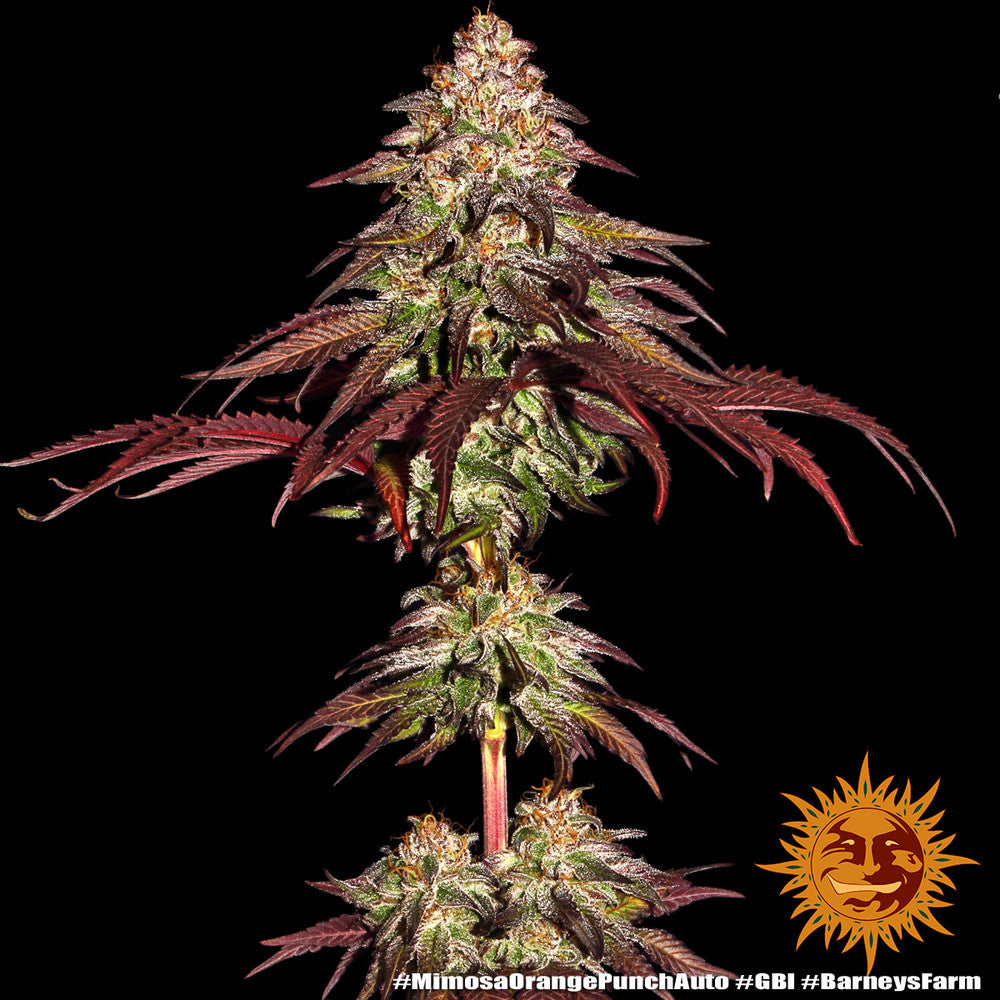 Auto Mimosa x Orange Punch (Feminisiert) Barney's Farm