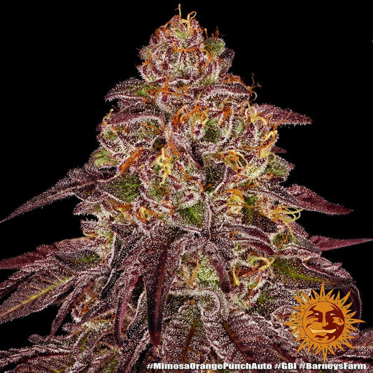 Auto Mimosa x Orange Punch (Feminisiert) Barney's Farm