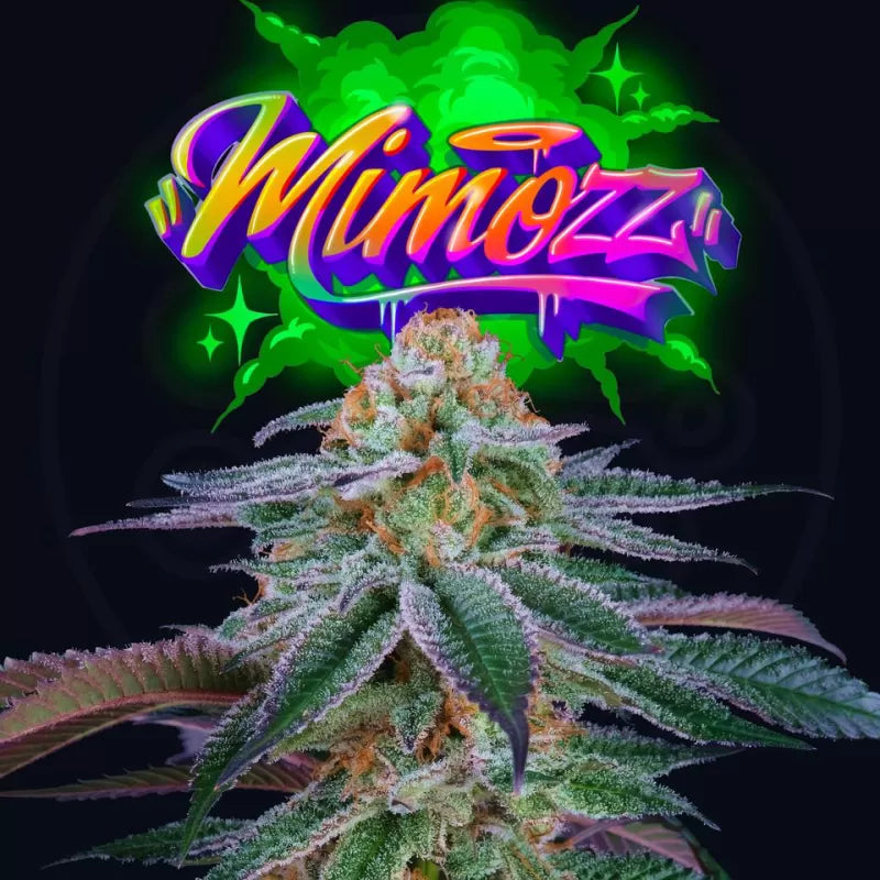 Mimozz Feminisiert Perfect Tree Seeds