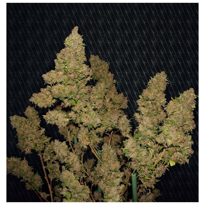 MOB™ Feminisiert T.H.Seeds™