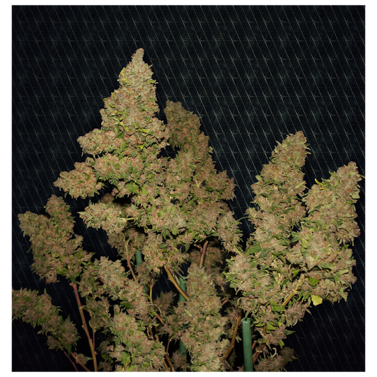 MOB™ Feminisiert T.H.Seeds™