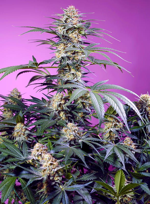 Monster Maker® Feminisiert Sweet Seeds