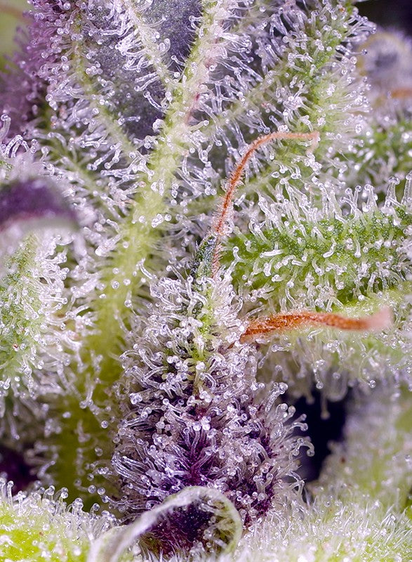 Monster Maker® Feminisiert Sweet Seeds
