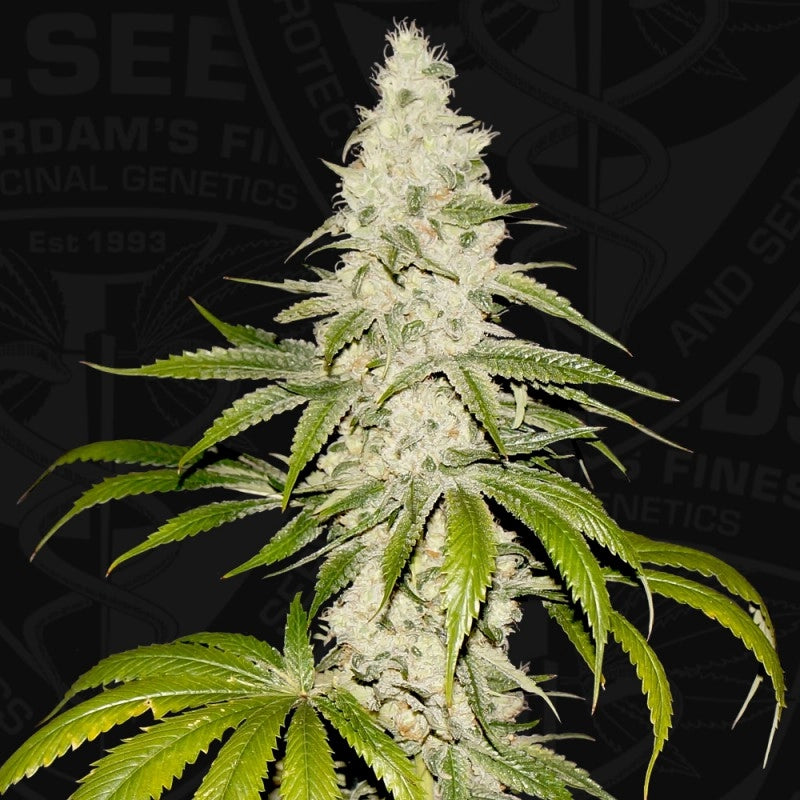 Mont Blanc Feminisiert T.H.Seeds™
