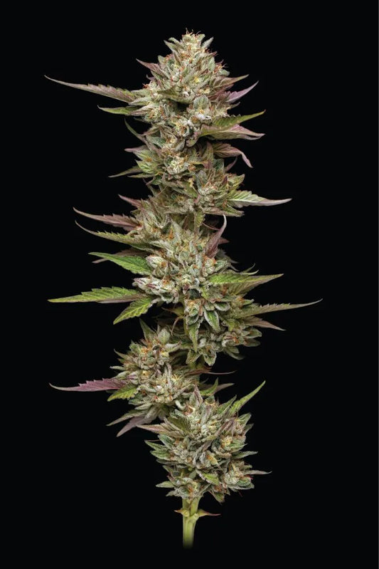 Moon Fog Feminisiert Humboldt Seed Company