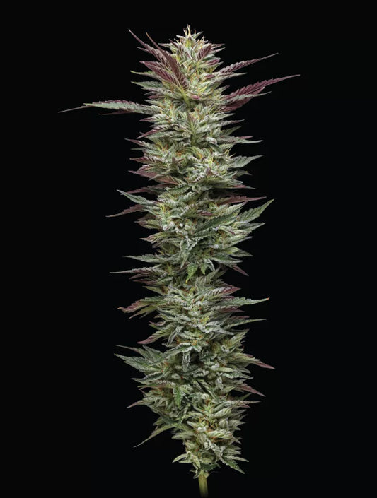Notorious THC Feminisiert Humboldt Seed Company