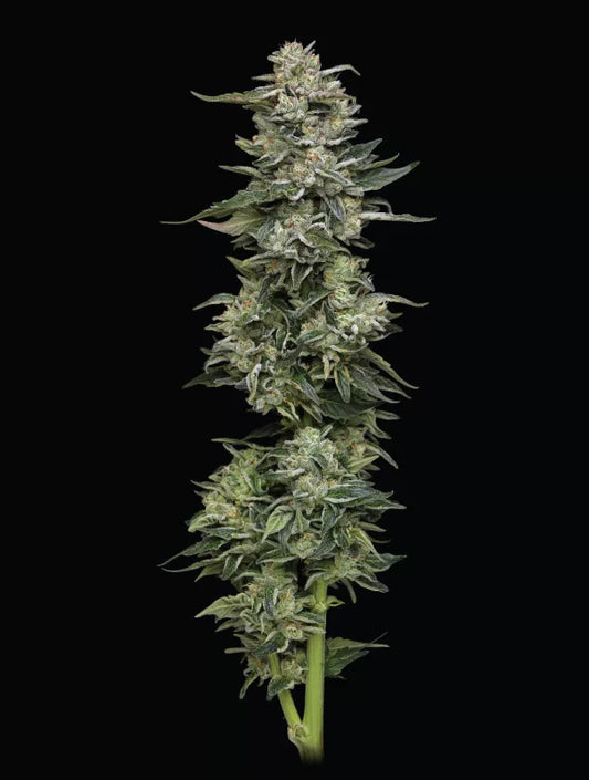 Nutter Budder Feminisiert Humboldt Seed Company