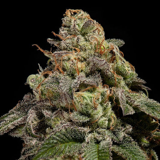 OMG Feminisiert Ripper Seeds