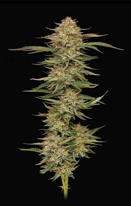 Orange Creampop Feminisiert Humboldt Seed Company