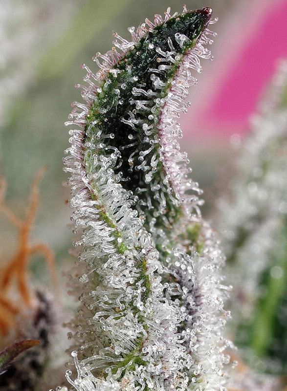 Auto Papaya Zoap® (Feminisiert) Sweet Seeds