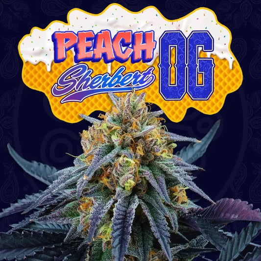 Peach Sherbert OG Feminisiert Perfect Tree Seeds