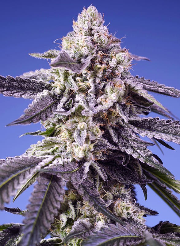 Auto Permanent Jealousy XL® (Feminisiert) Sweet Seeds