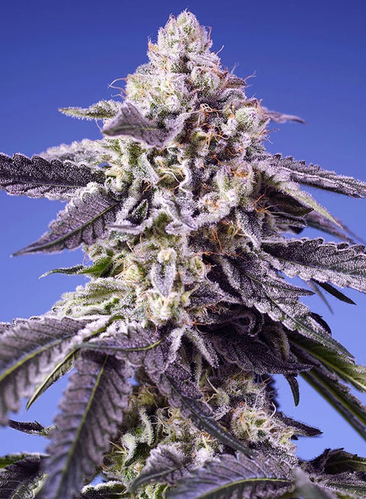 Auto Permanent Jealousy XL® (Feminisiert) Sweet Seeds
