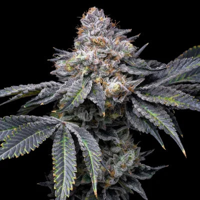 Auto Permanent Marker (Feminisiert) Bubbatz Seeds