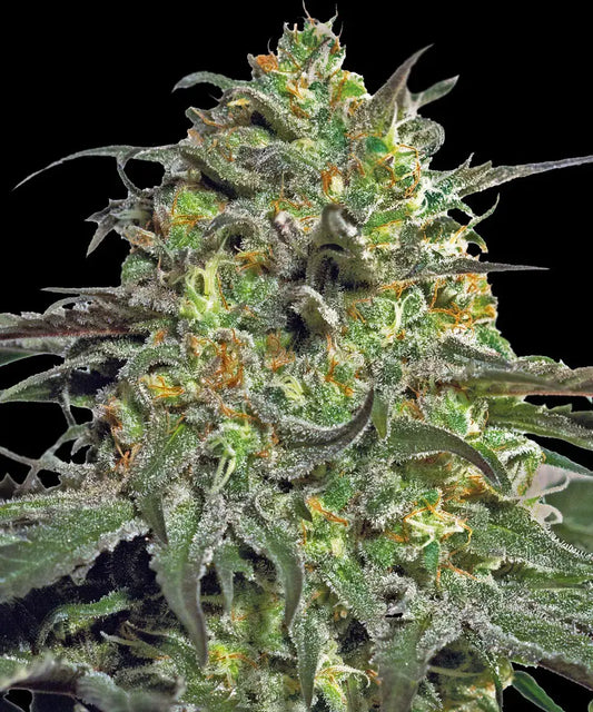 Peyote Cookies Feminisiert Barney's Farm