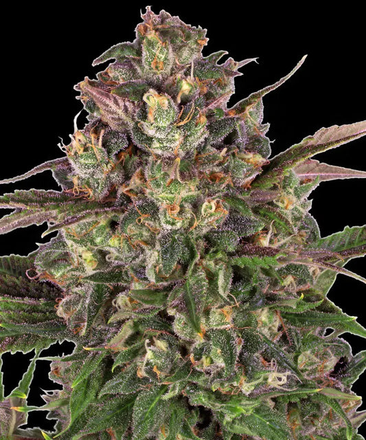 Peyote Critical Feminisiert Barney's Farm